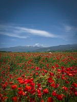 IMG_5927.JPG