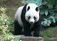 Grosser_Panda_+Big-one2.JPG