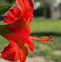 red-flower.jpg